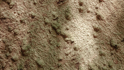 Pattern of old bark wood with sunlight.Embossed wood texture big tree surface.Template for design.Abstract natural background.Nature pattern.Space for work.Banner.Wallpaper.Selective focus.Close up.