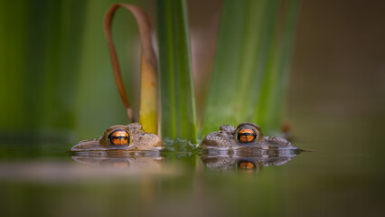 Mirror Image of Common Toads (Bufo bufo) in Pond