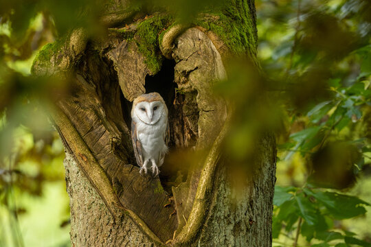 Autumn in nature with an Barn owl (Tyto alba) sitting in a tree trunk with a heart-shaped hole. Portrait of a owl in the nature habitat.
