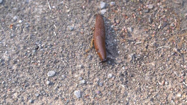 Brown spanish slug crawls on a path in the countryside