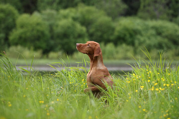 Beautiful Hungarian Vizsla dog in the tall grass