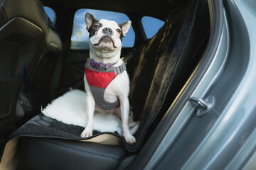 Boston Terrier dog sitting on the back seat of a car. She is wearing a harness and is hooked on safe. - 735403554