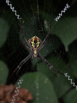 Spider wit net