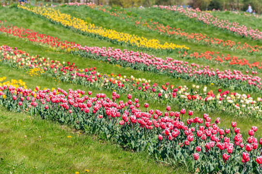 Beautiful multicolored tulips in a flower park  at spring