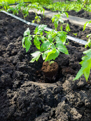Green tomato seedling in soil. Tomato planting stage, horticulture, hobby