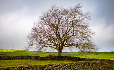 Uma árvore solitária num campo de erva, ramos sem folhas no inverno. 