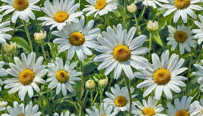 camomile plant hand seamless pattern