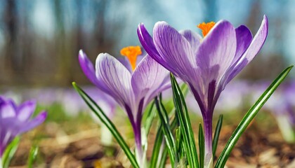 violet spring crocuses