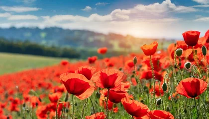 Raamstickers banner with red poppy flower field symbol for remembrance memorial anzac day © Pauline