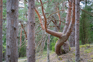 Closeup of twisted pine tree trunk. Old twisted pine tree. 
