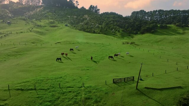 Aerial: Horses grazing on a paddock on a farm in Helensville, Auckland, New Zealand.