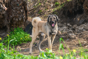 portrait of a dog in winter in Cyprus 4