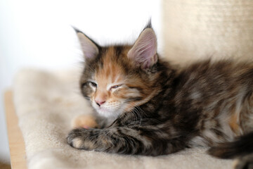Cute Maine Coon (yellow-black-white) tabby kitten sleeping quietly with closed eyes on a pillow. Shallow depth of field. Bright white scraper in background.