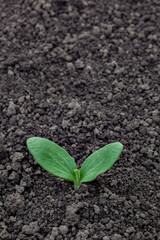 Sunflower sprout. The first leaves of the plant. Beginning and care concept.