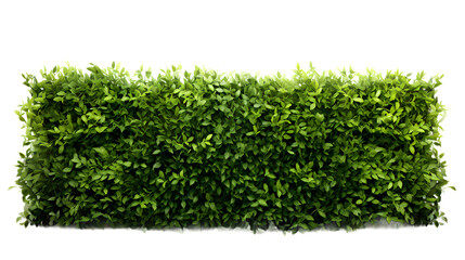 lush green hedge trimmed neatly on transparent background - obrazy, fototapety, plakaty
