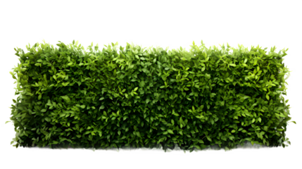 lush green hedge trimmed neatly on transparent background