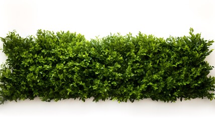 Lush green hedge trimmed neatly on neat white background