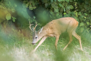 Roe deer foraging with green leaves in the background