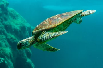 Fotobehang green sea turtle © kityy