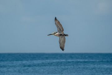 beautiful brown pelican flying over the ocean 
