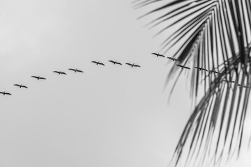 beautiful pelicans flying over in fine art black and white photo - Powered by Adobe