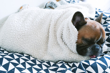French bulldog sleeps comfortably under a blanket on his comfy bed like a burrito, lazy dogs, couch potato lifestyle. 