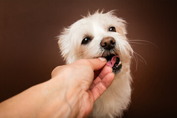 Kleiner Hund bekommt eine Belohnung