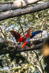 Beautiful scarlet macaw birds in Costa Rica 