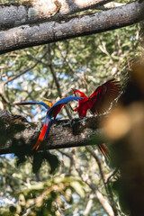 Beautiful scarlet macaw birds in Costa Rica 