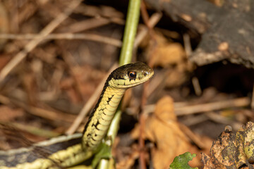 The common garter snake (Thamnophis sirtalis) 