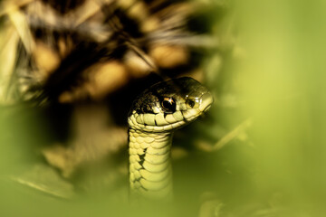 The common garter snake (Thamnophis sirtalis) 