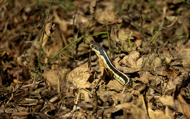 The common garter snake (Thamnophis sirtalis) 