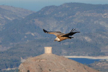 Naklejka premium Gyps fulvus volando cerca de torre medieval y el pantano de Beniarrés al fondo, España