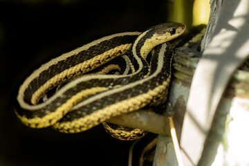 The common garter snake (Thamnophis sirtalis) 