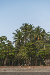 Palm tree travel tropical paradise sun photograph no ai photo print holiday summer