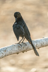 Obraz premium Great tailed grackle female preening her feather clean pretty