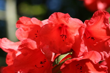 Red rhododendron flowers in Spring	