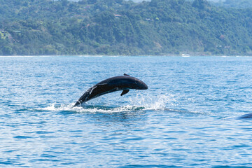 False orca dolphins jumping out of the sea ocean