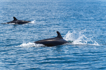 False orca dolphins jumping out of the sea ocean