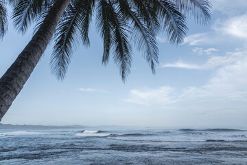 Beautiful palm tree silhouettes with a ocean view background and beautiful waves