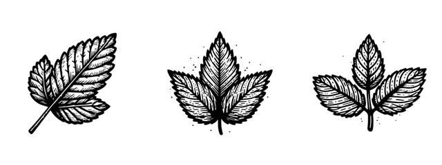 hand drawn sketch mint leaves