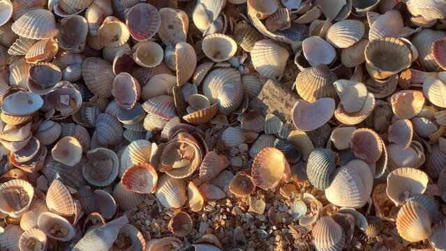 Sunset on the beach in Golubitskaya. Shell beach. Seashells are gifts of the sea. The shell coast of the Sea of Azov. The amazing light of nature. The background of the natural environment. 4K