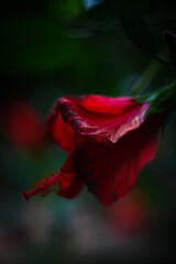 Flores jojas de hibiscus en un bosque al atardecer