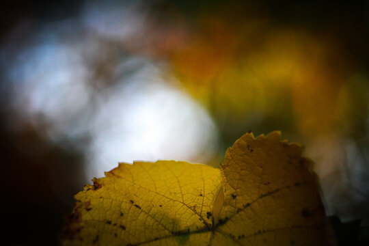 Hoja de parra al atardecer en oto&ntilde;o