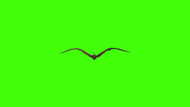 3D Pteranodon Pterosaur flying moving from close to far away on chroma key