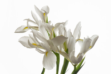 Fototapeta na wymiar White irises on a white isolated background