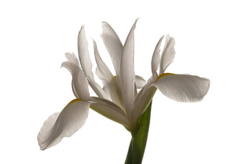 Obraz premium White irises on a white isolated background