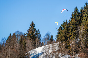 Paragliders soar above a snowy hill, framed by dark green pines under a clear blue sky, embodying...