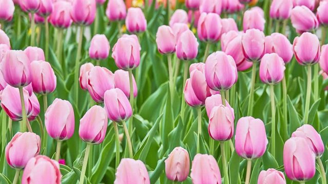 Pink tulips in a spring city park.