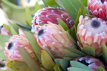 Close up on Vibrant pink sugar bush protea flowers. Proteas are currently cultivated in over 20...